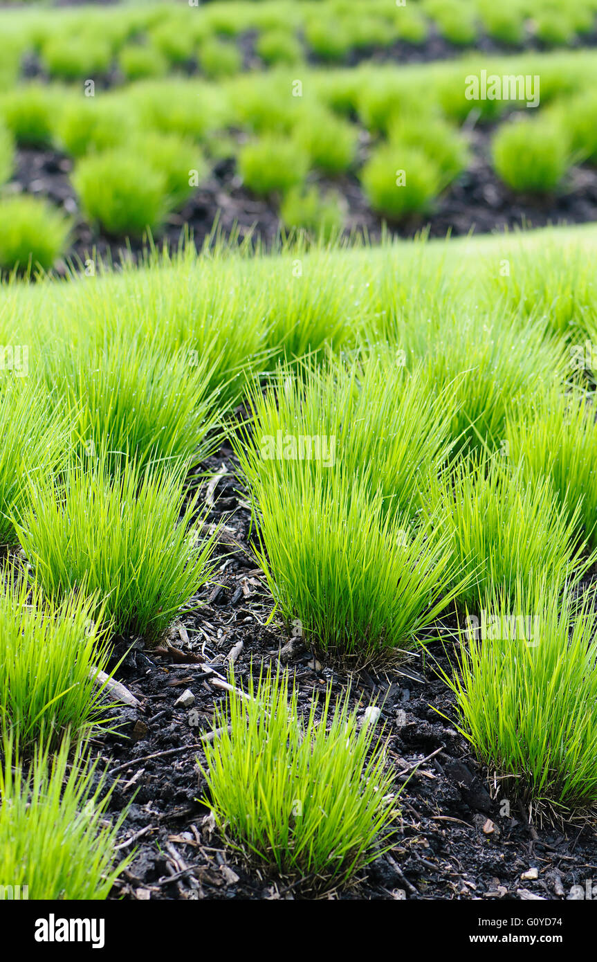 Grass, Purple Moor Grass, Molinia, Molinia caerulea 'Heidebraut', Beauty in Nature, Colour, Summer Flowering, Foliage, Frost hardy, Grasses ornamental, Growing, Outdoor, Perennial, Plant, Green, Stock Photo