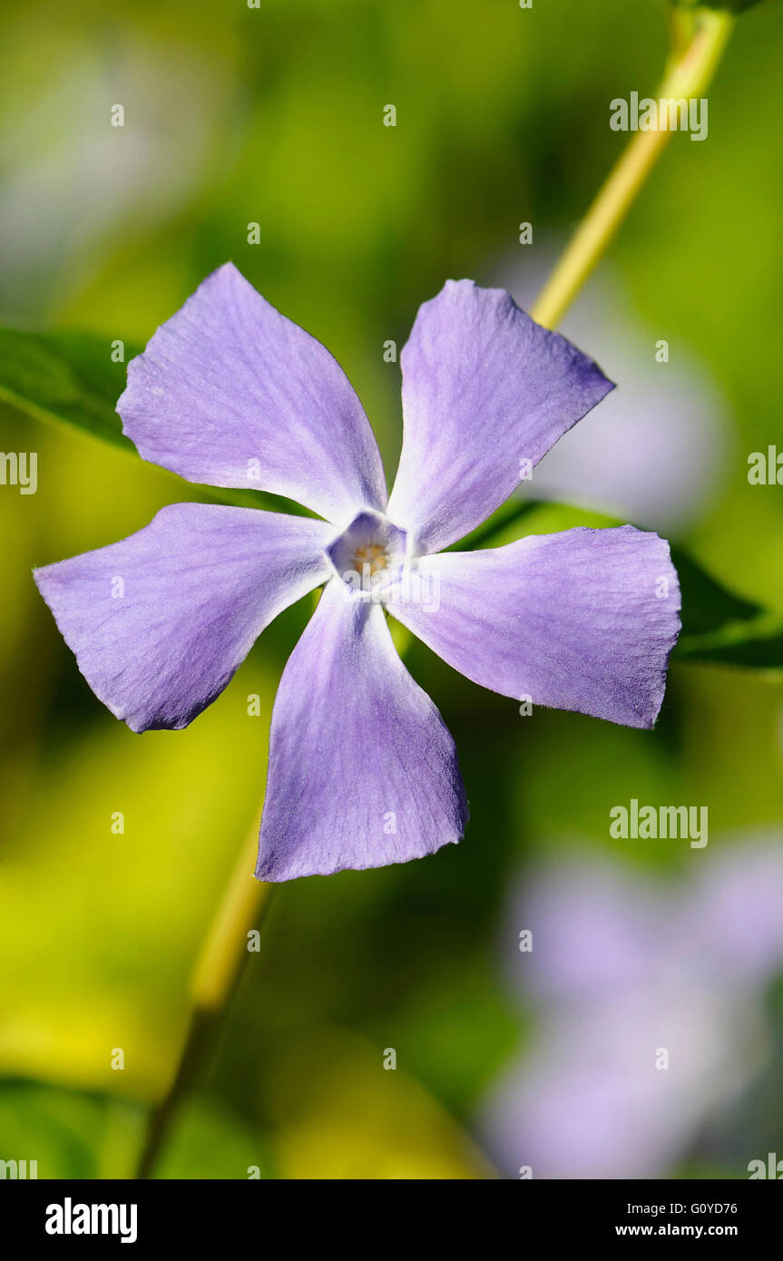Periwinkle, Vinca, Vinca cultivar, Beauty in Nature, Colour, Evergreen, Flower, Spring Flowering, Summer Flowering, Frost hardy, Growing, Outdoor, Plant, Shrub, Mauve, Stock Photo