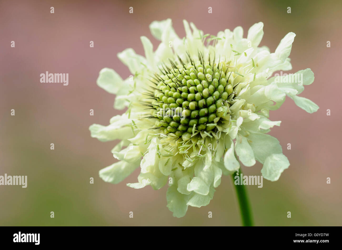 Scabious, Yellow scabious, Cephalaria, Cephalaria gigantea, Asia indigenous, Beauty in Nature, Colour, Creative, Europe indigenous, Flower, Summer Flowering, Frost hardy, Growing, Outdoor, Pastel Colour, Perennial, Plant, Stamen, Wild flower, White, Stock Photo