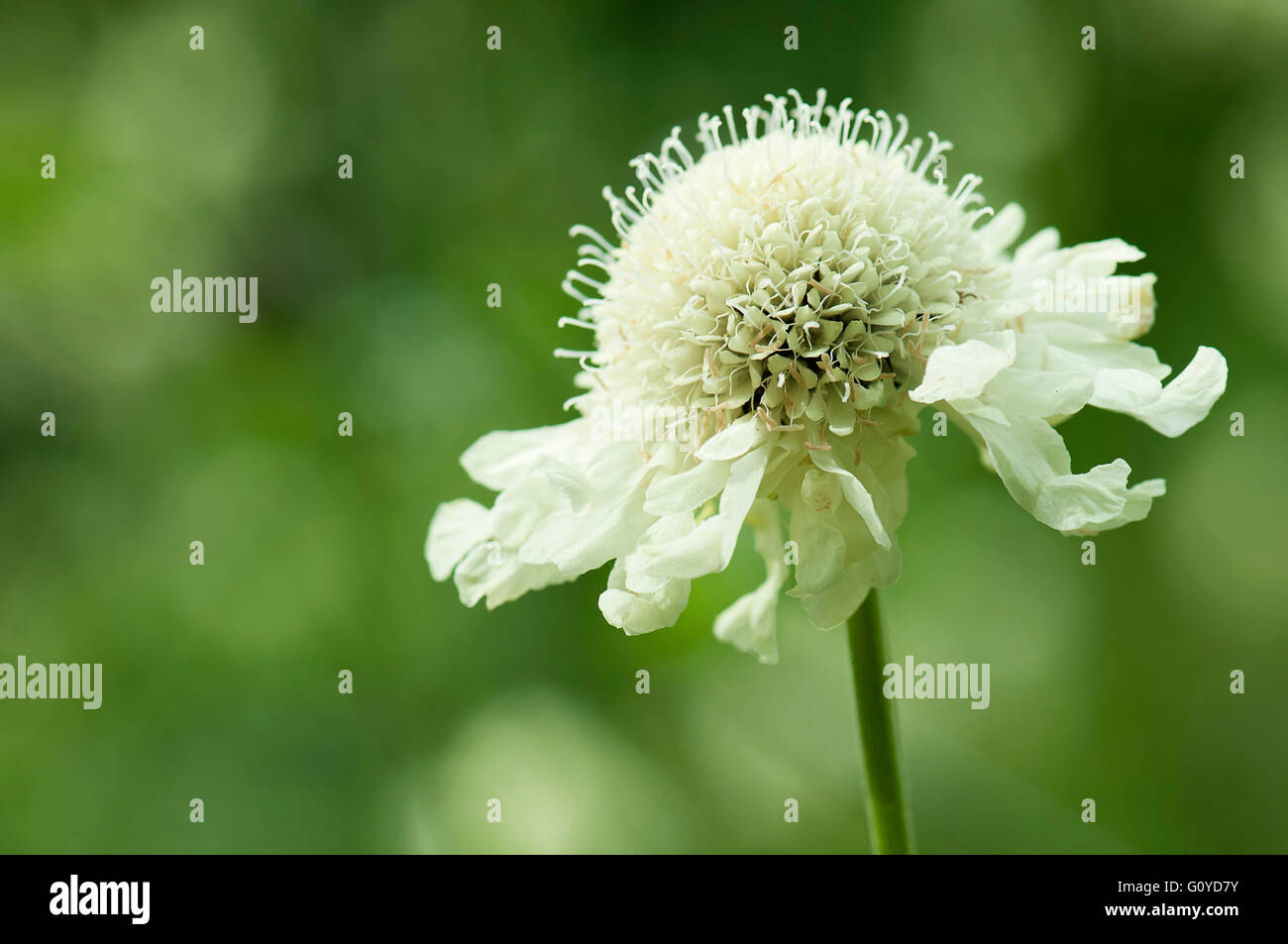 Scabious, Yellow scabious, Cephalaria, Cephalaria gigantea, Asia indigenous, Beauty in Nature, Colour, Creative, Europe indigenous, Flower, Summer Flowering, Frost hardy, Growing, Outdoor, Pastel Colour, Perennial, Plant, Stamen, Wild flower, White, Green, Stock Photo