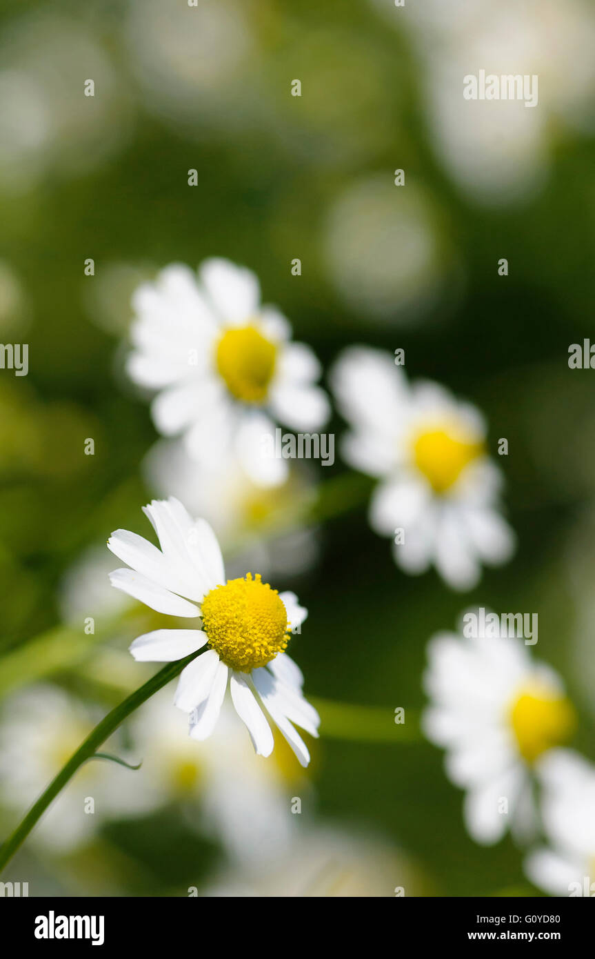 German chamomile hires stock photography and images Alamy