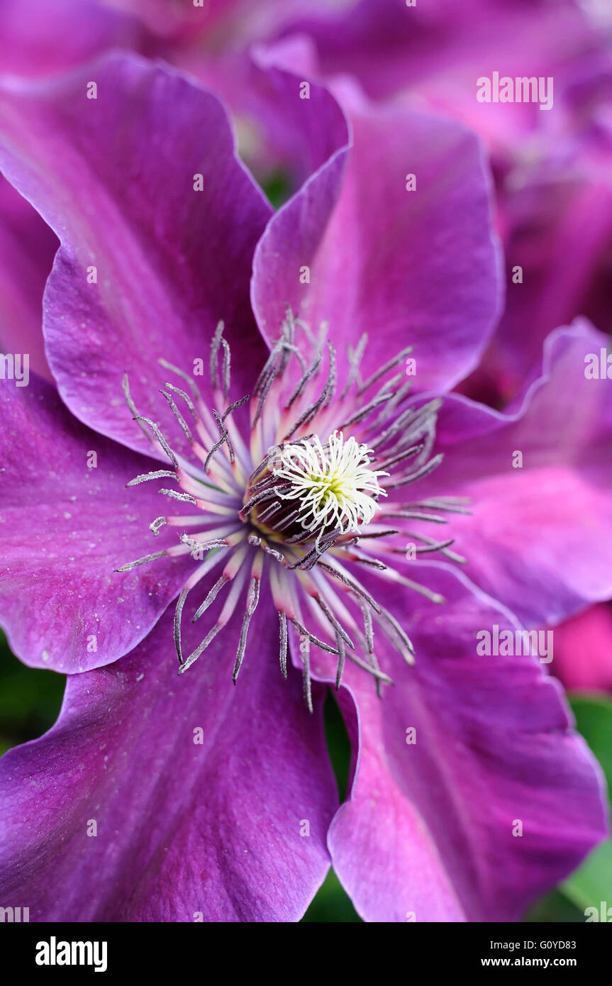 Clematis, Clematis cultivar, Beauty in Nature, Climber, Colour, Cottage garden plant, Flower, Summer Flowering, Frost hardy, Growing, Outdoor, Perennial, Plant, Stamen, Purple, Stock Photo