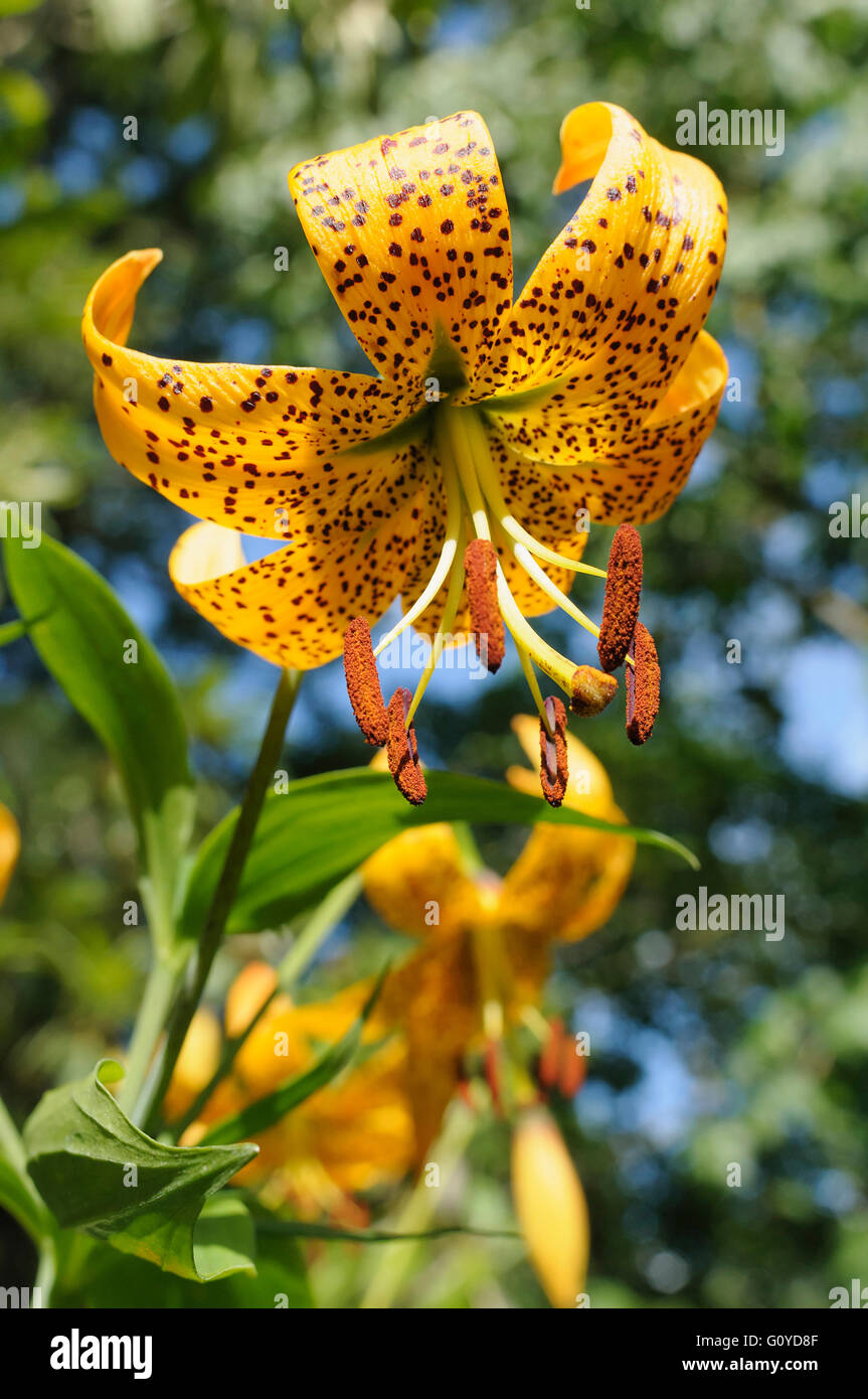 Lily, Turkscap lily, Lilium, Lilium superbum, American Turkscap Lily, Beauty in Nature, Bulb, Colour, Cottage garden plant, East America indigenous, Flower, Summer Flowering, Frost hardy, Growing, Outdoor, Plant, Stamen, Wild flower, Yellow, Stock Photo