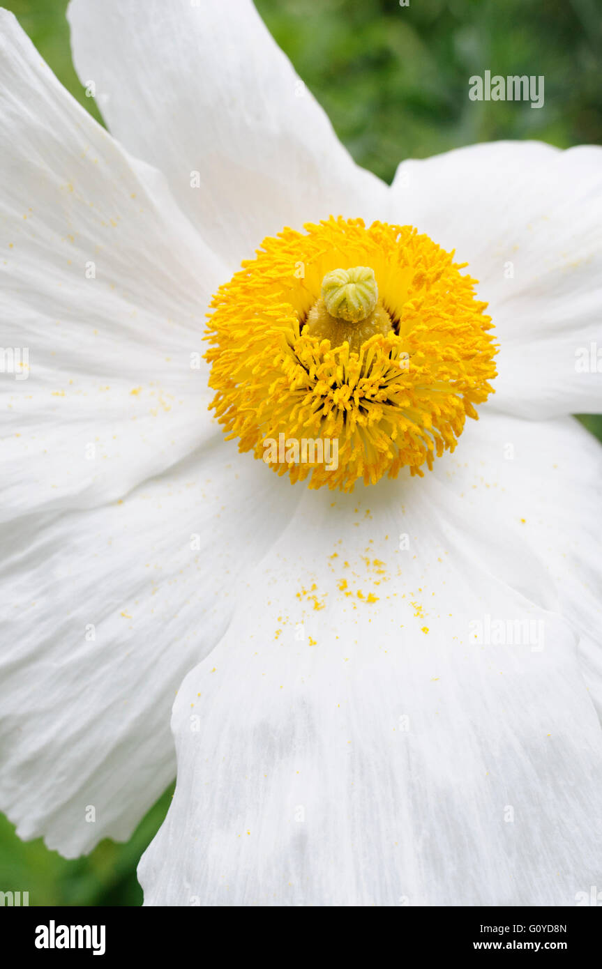 Californian tree poppy, Romneya, Romneya coulteri, Beauty in Nature, Colour, Coulter's Matilija, Evergreen, Flower, Frost hardy, Growing, Outdoor, Plant, Shrub, Stamen, Sustainable plant, Unusual plant, White, Stock Photo