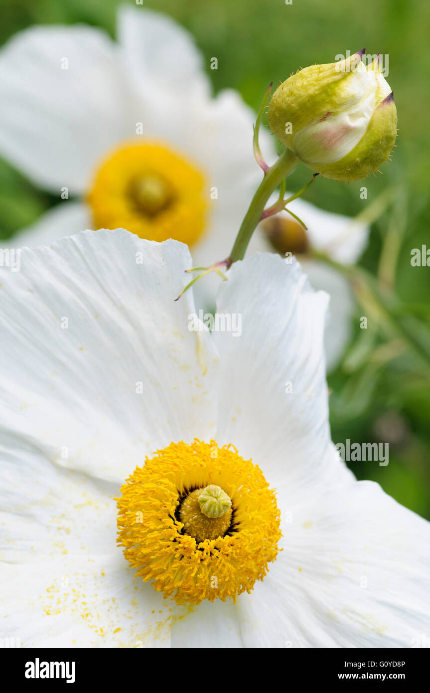 Californian tree poppy, Romneya, Romneya coulteri, Beauty in Nature, Colour, Coulter's Matilija, Evergreen, Flower, Frost hardy, Growing, Outdoor, Plant, Shrub, Stamen, Sustainable plant, Unusual plant, White, Stock Photo