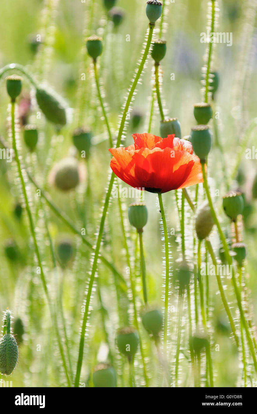 Poppy, Papaver, Papaver rhoeas, Annual, Beauty in Nature, Belguim National Flower, Colour, Corn Poppy, Cottage garden plant, Creative, Edible, Field Poppy, Flanders Poppy, Flower, Summer Flowering, Frost hardy, Growing, Herb, Medicinal uses, Outdoor, Plant, Poland National Flower, Red Poppy, Standing Out From The Crowd, Wild flower, Red, Green, Stock Photo