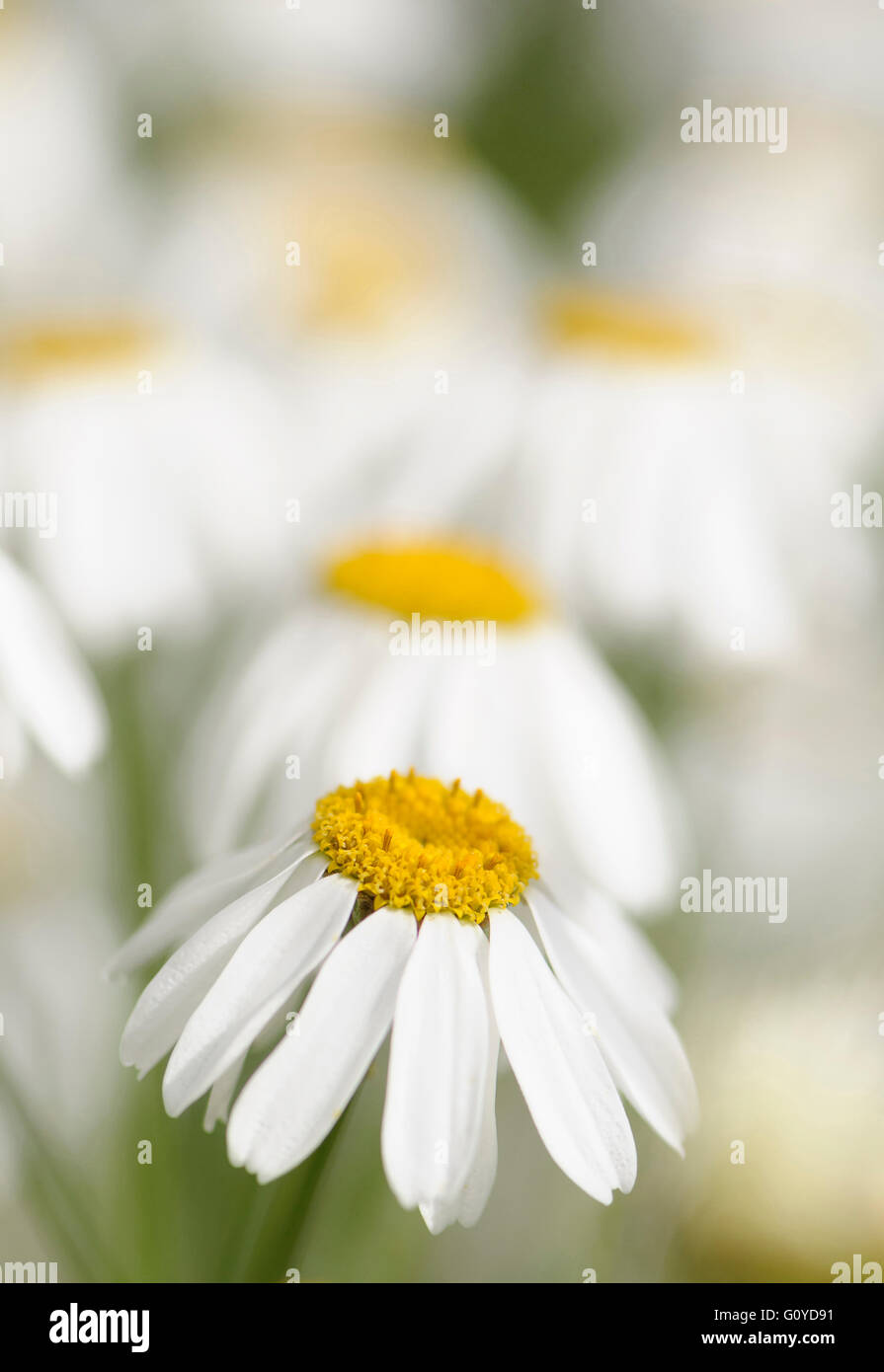 Dalmatian Chrysanthemum, Tanacetum, Tanacetum cinerariifolium, Balkans indigenous, Beauty in Nature, Colour, Cottage garden plant, Dalmatian insect flower, Dalmation pyrethrum, Flower, Summer Flowering, Frost hardy, Growing, Insecticide daisy, Outdoor, Perennial, Plant, Pyrethrum daisy, Stamen, White, Stock Photo