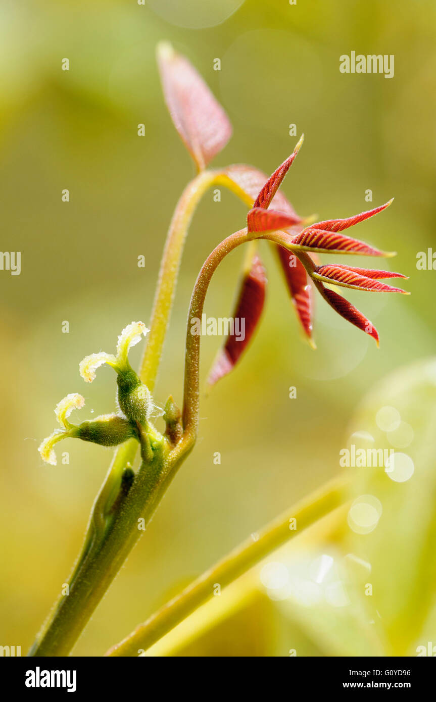 Walnut, Juglans, Juglans regia, Bach flower remedy, Beauty in Nature