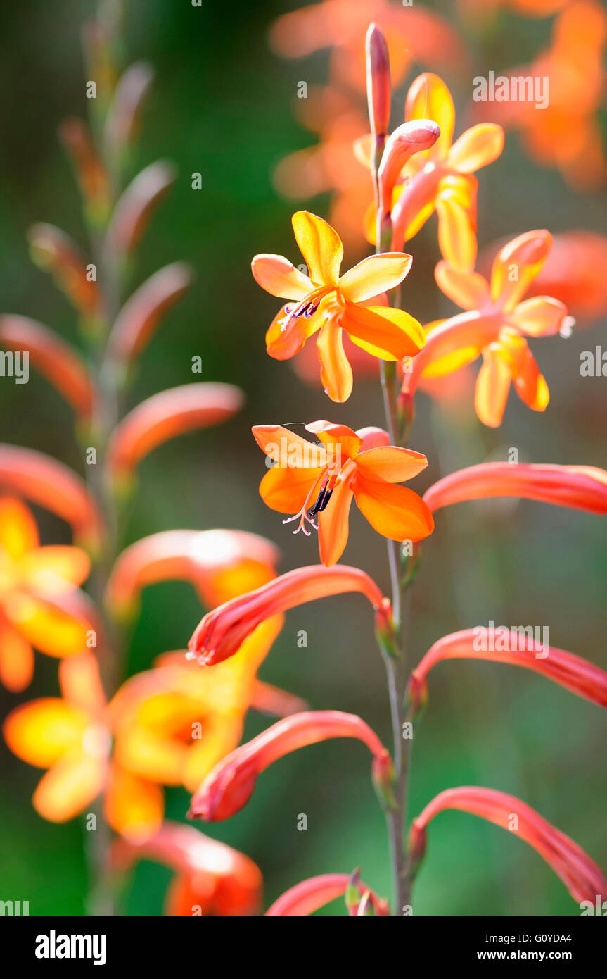 Watsonia, Watsonia 'Stanford Scarlet', Beauty in Nature, Bulb, Colour, Flower, Summer Flowering, Frost tender, Growing, Outdoor, Plant, Orange, Stock Photo