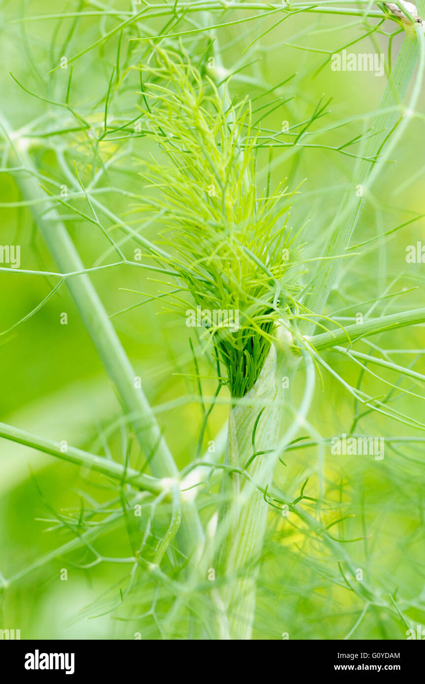 Spice fennel plant hires stock photography and images Alamy