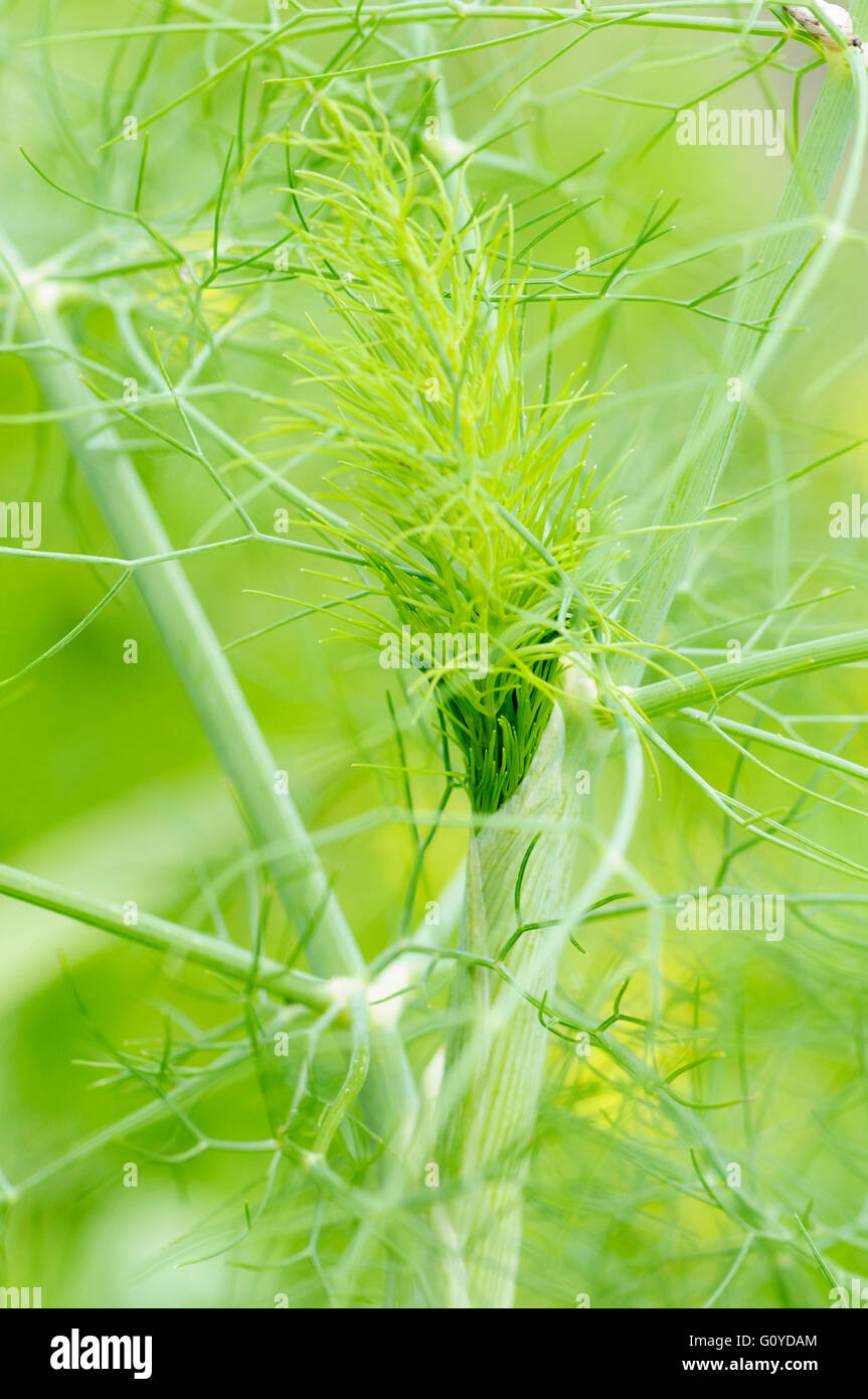 Fennel, Foeniculum, Foeniculum vulgare, Aneth Fenouil, Beauty in Nature, Carosella, Colour, Cosmetic and skincare uses, Creative, Culinary uses, Edible, Fenchel, Summer Flowering, Foliage, Frost hardy, Funcho, Garden Fennel, Growing, Herb, Hinojo, Large Fennel, Medicinal uses, Network, Outdoor, Perennial, Plant, South Europe indigenous, Spice, Sweet Fennel, Wild flower, Green, Stock Photo