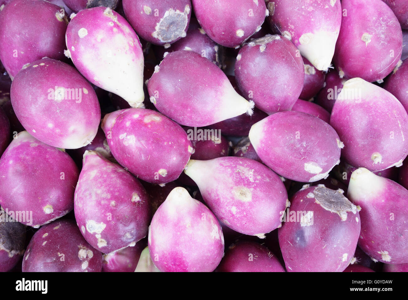 Prickly pear cactus, Opuntia, Opuntia cochenillifera, Beauty in Nature, Cactus, Cochineal Nopal Cactus, Colour, Creative, Desert plant, Edible, Evergreen, Spring Flowering, Summer Flowering, Frost tender, Fruit, Summer Fruiting, Growing, Indian Fig, Mexico indigenous, Nochtli, Nopal, Opuntia, Outdoor, Plant, Smooth Prickly Pear, Tuna Blanca, Wild flower, Purple, Stock Photo