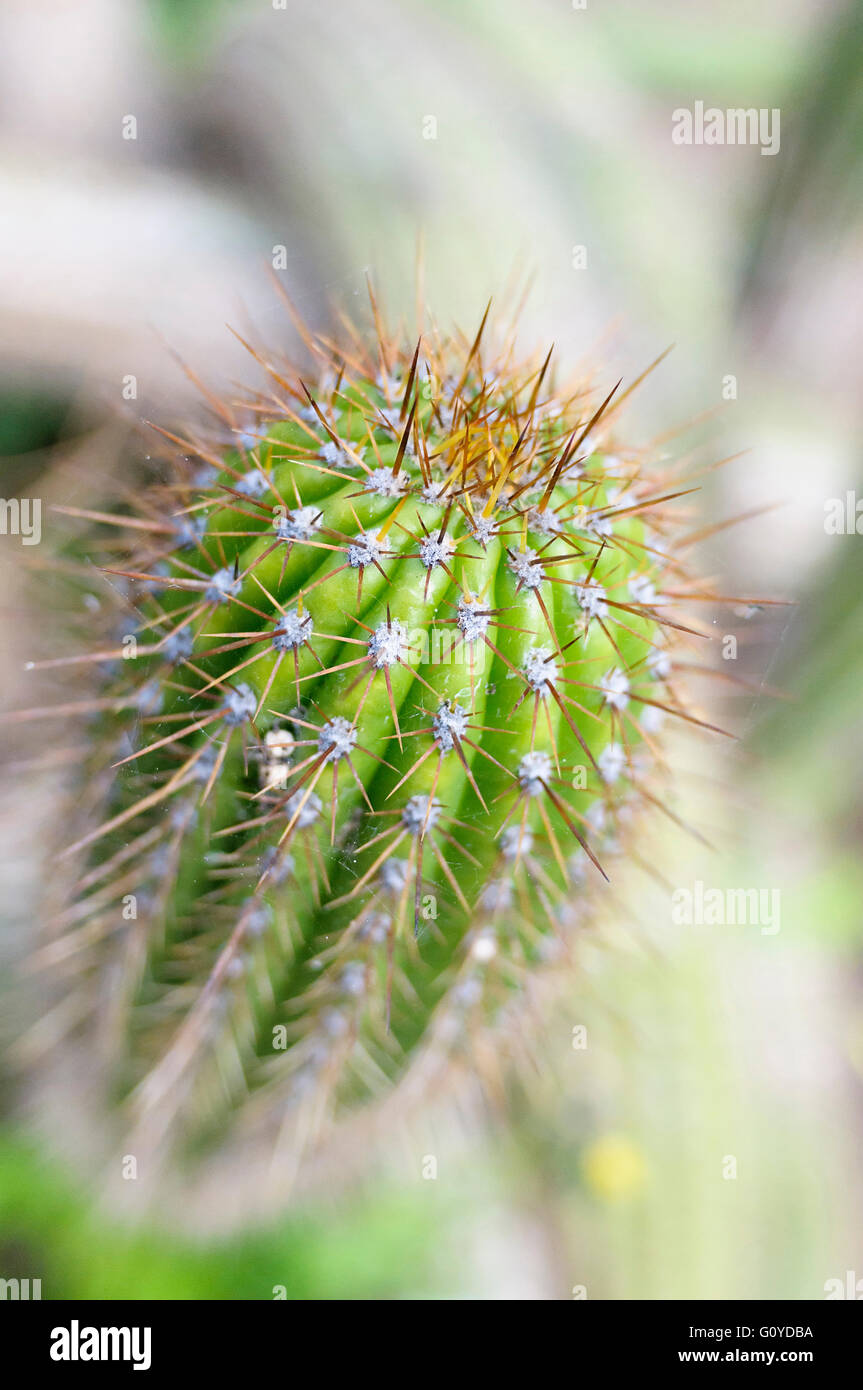 Cactus, Torch cactus, Echinopsis, Echinopsis spachiana, Beauty in Nature, Cactus, Colour, Creative, Desert plant, Evergreen, Spring Flowering, Frost tender, Golden Torch, Golden Torch cereus, Growing, Outdoor, Plant, South America indigenous, Spiky, White Torch Cactus, Green, Stock Photo