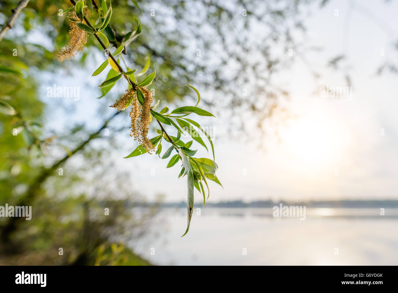 A strong backlight shows the transparency of weeping willow leaves ...