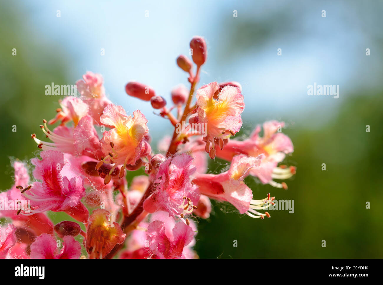 Red Aesculus x Carnea, or Red Horse-chestnut Flower under the bright spring sun Stock Photo