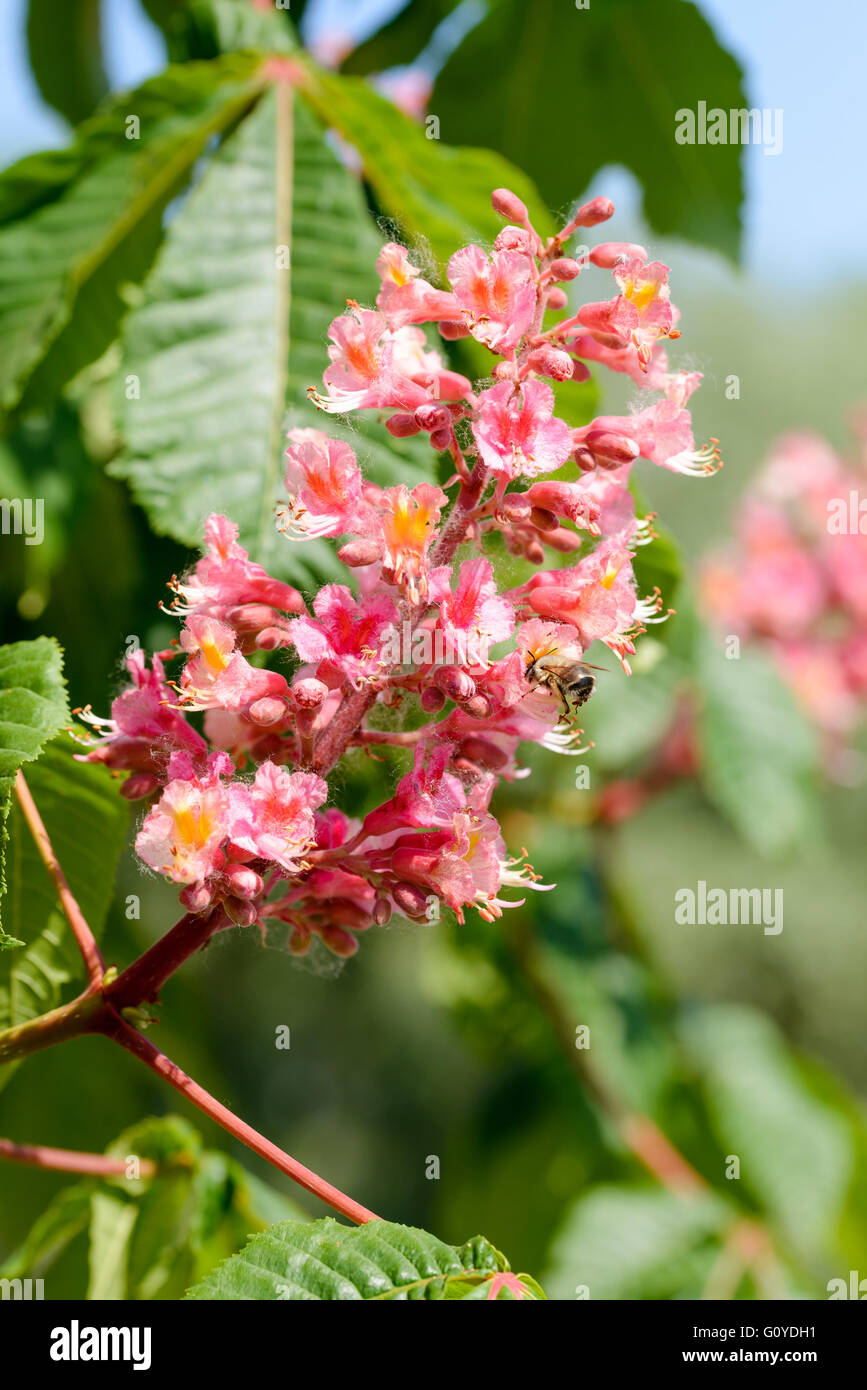 Red Aesculus x Carnea, or Red Horse-chestnut Flower under the bright spring sun Stock Photo