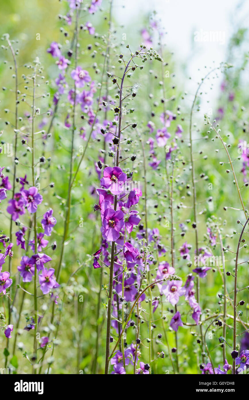 A meadow full of violet Verbascum phoeniceum under the warm spring sun Stock Photo