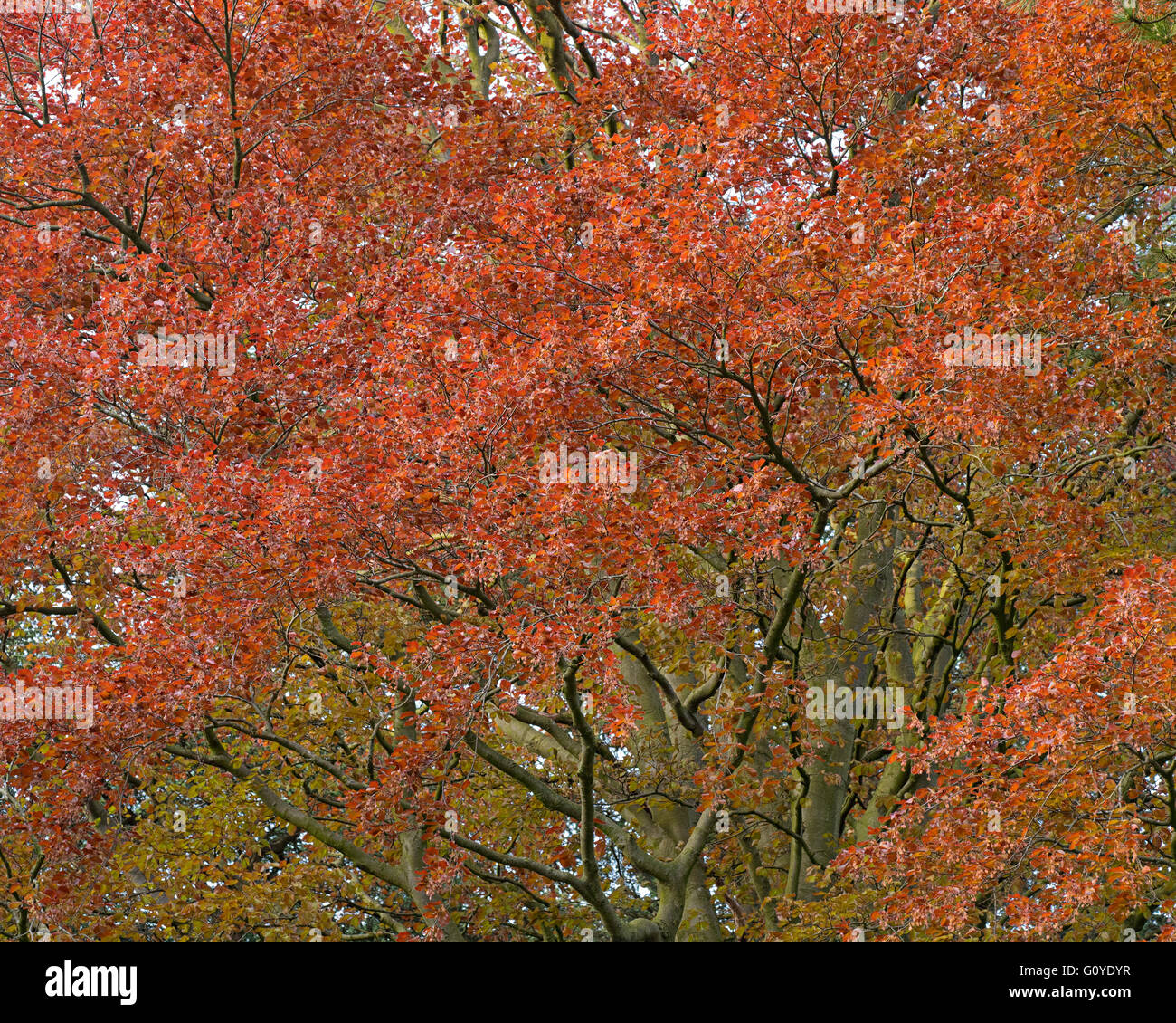 Copper beech tree Stock Photo Alamy