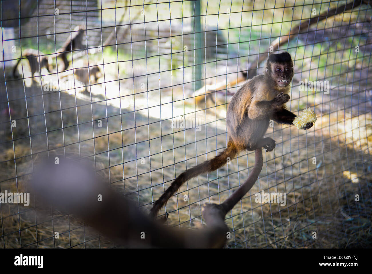 Pretoria, South Africa on May 5. 28th Apr, 2016. A rescued capuchin