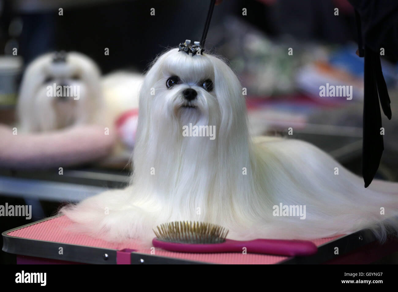 Dortmund, Germany. 06th May, 2016. Malteser dogs are brushed during the  show "Hund & Katz" (lt"Dog&Cat") in Dortmund, Germany, 06 May 2016. The  exhibition with the VDH European Winners & an international