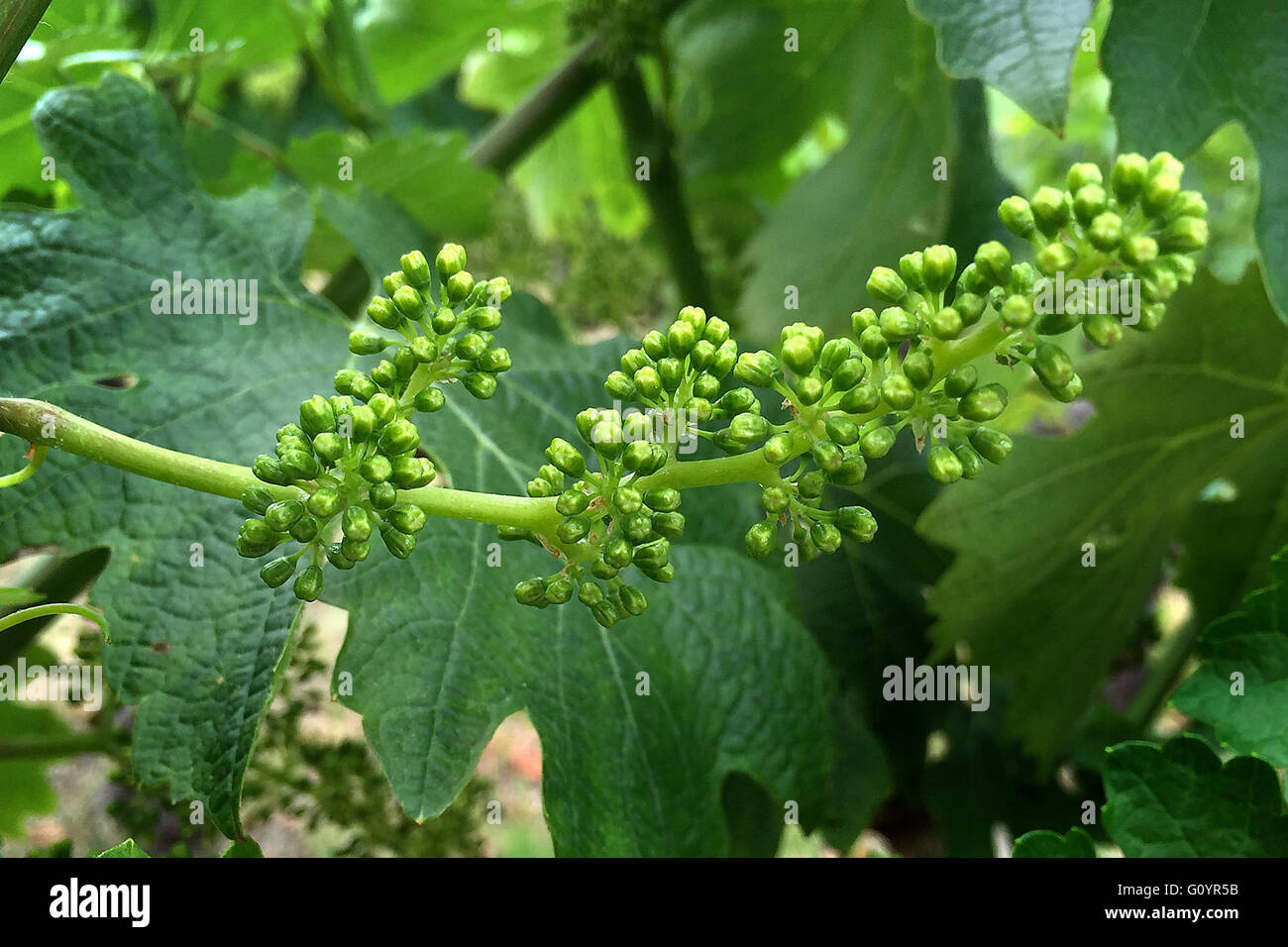 May 4, 2016 - Oakville, CA, U.S. - A cluster of grapes is seen in a vineyard at the Robert Mondavi winery in Oakville on Tuesday. (Credit Image: © Napa Valley Register via ZUMA Wire) Stock Photo