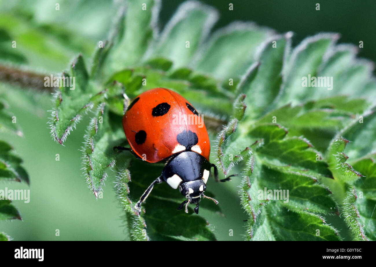 Oakham, UK. 6th May, 2016. Seven-spot ladybird may pictured basking in ...