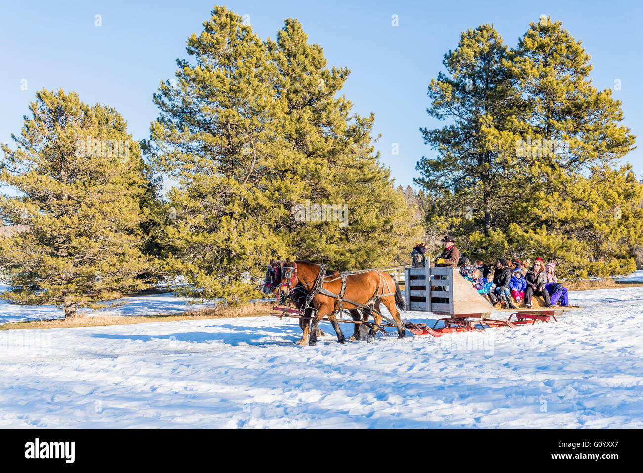 Horse drawn sleigh ride winter snow edmonton alberta canada hires