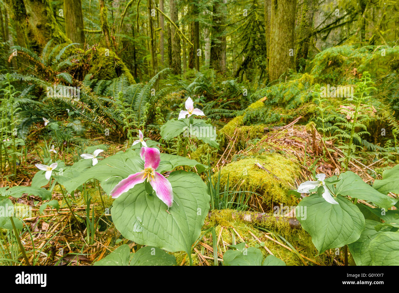 Western trilliums in old growth rainforest, Cathedral Grove, MacMillan Provincial Park, British Columbia, Canada Stock Photo