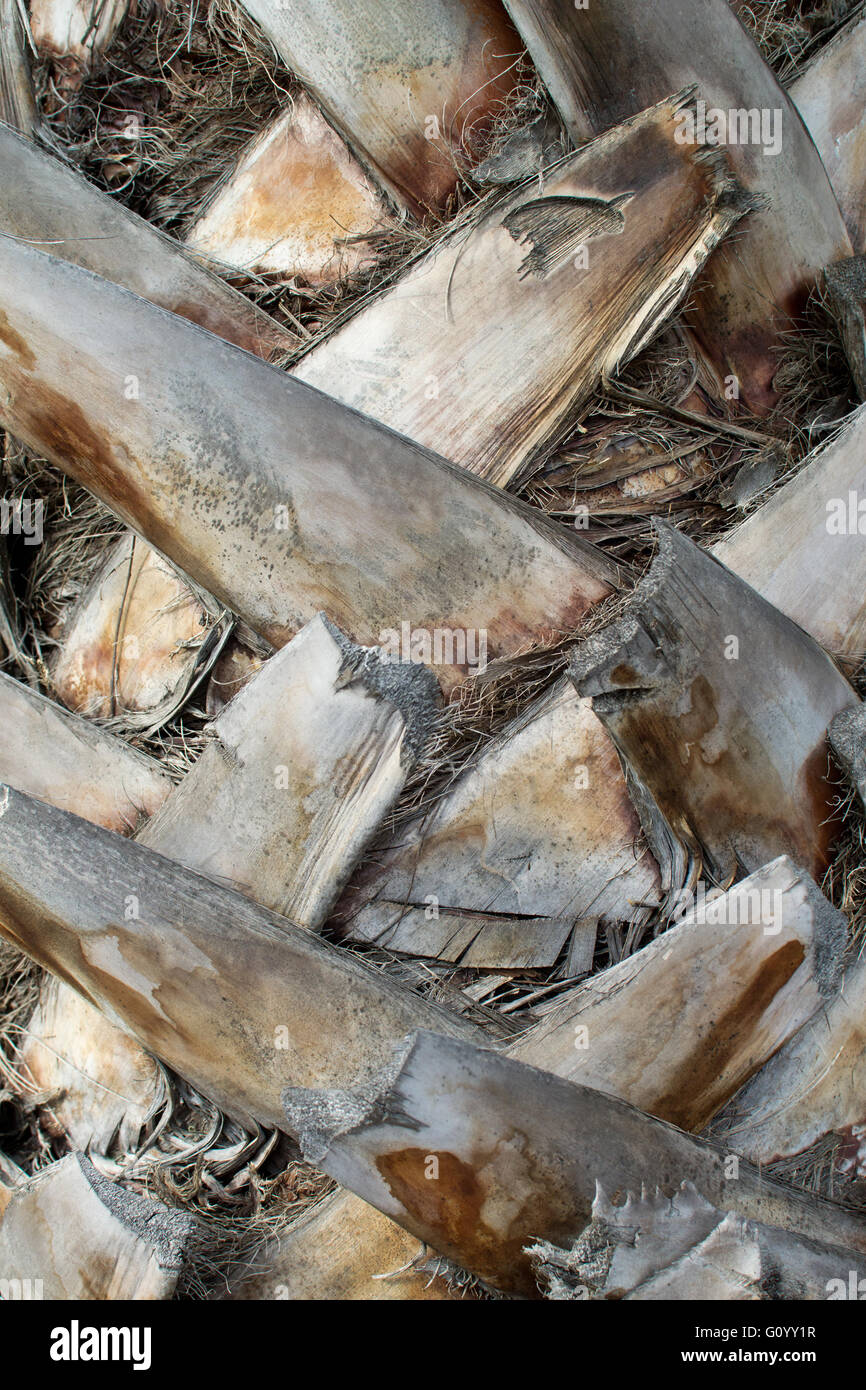 Palm tree trunk background texture Stock Photo - Alamy