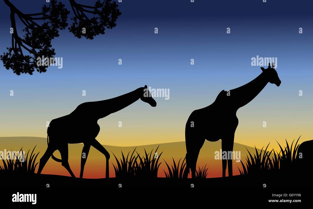 Two giraffe walking in fields Stock Vector Image & Art - Alamy
