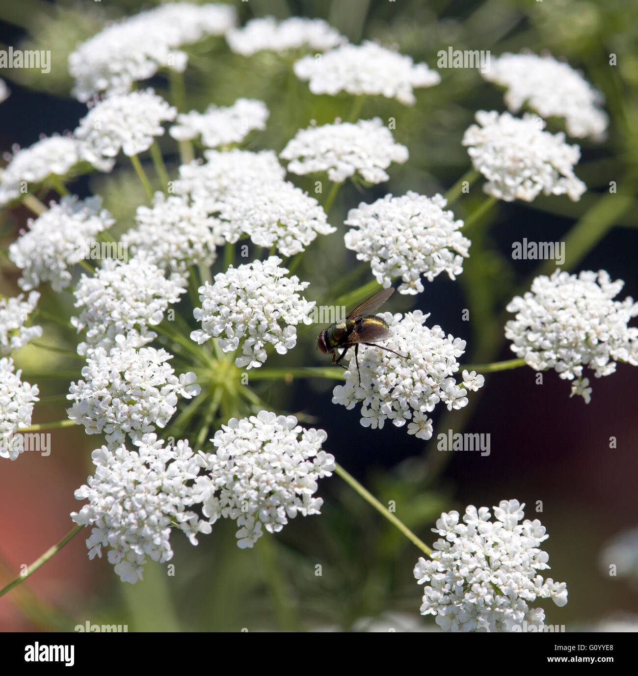 Daucus carota,  wild carrot, bird's nest, bishop's lace, or  Queen Anne's lace,  a flowering plant in the family Apiaceae is a delicate white flower. Stock Photo