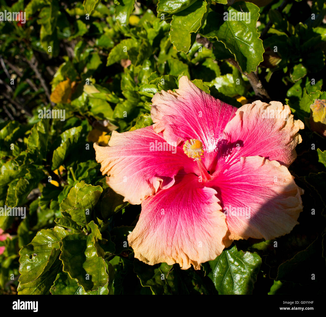 Large single Hawaiian Hibiscus rosasinensis evergreen plant blooming