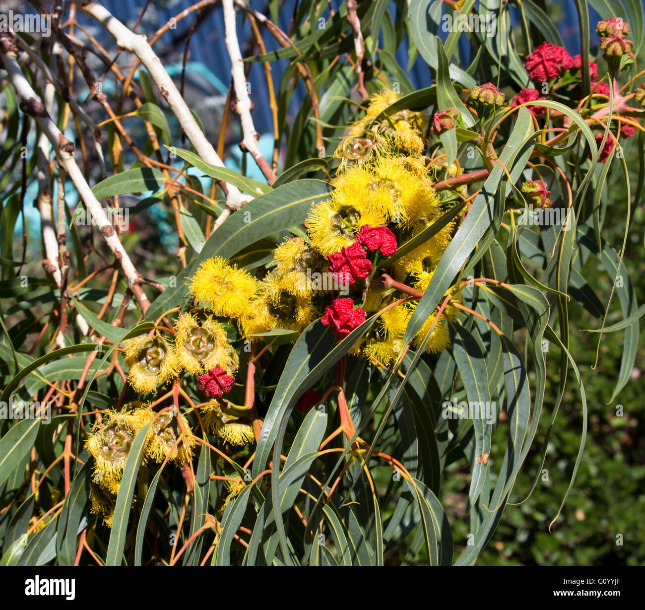 West Australian  Illyarrie mallee tree eucalyptus  erythrocorys  in autumn bloom with red capped large buds  and yellow flowers Stock Photo