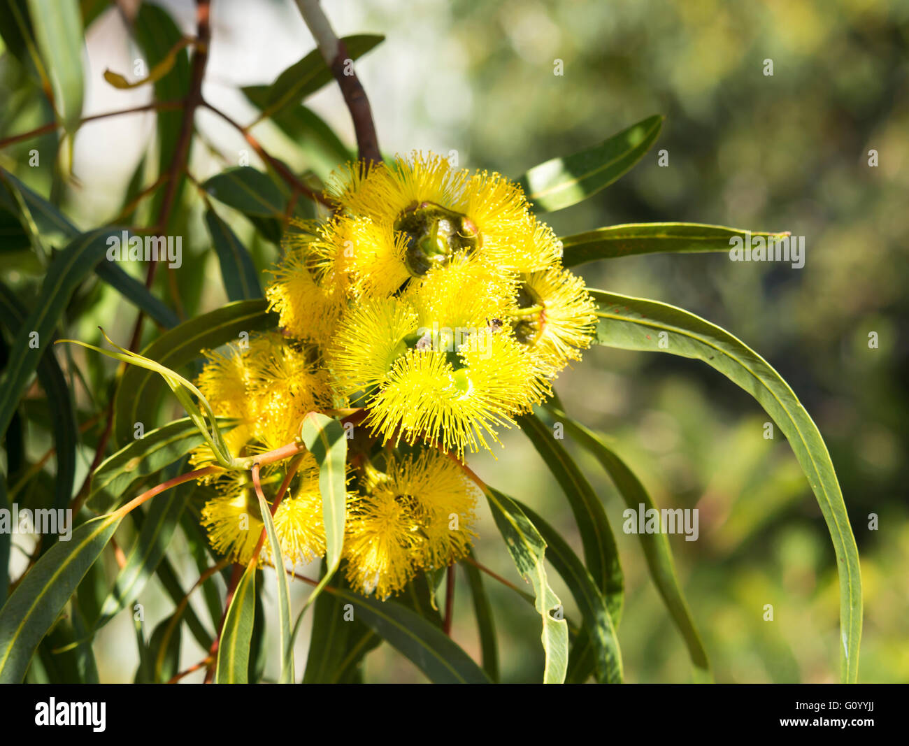 West Australian  Illyarrie mallee tree eucalyptus  erythrocorys  in autumn bloom with red capped large buds  and yellow flowers Stock Photo