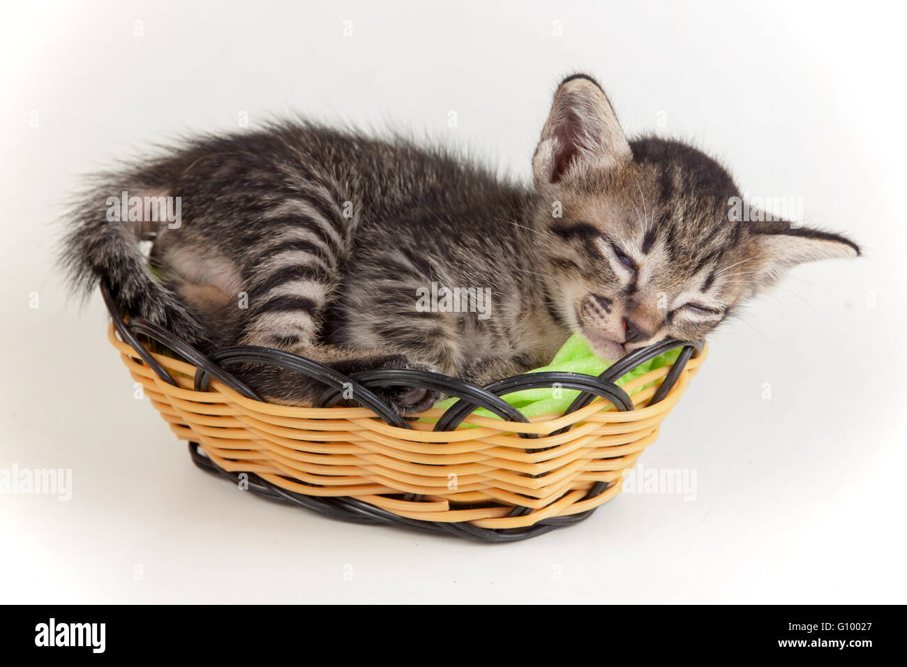 gray tabby kitten sleeping in a little basket on white background Stock Photo