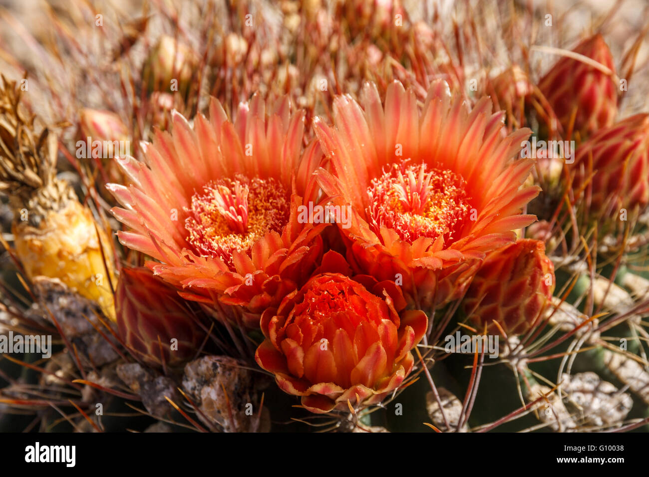 Arizona Barrel Cactus Flowers Stock Photo Alamy