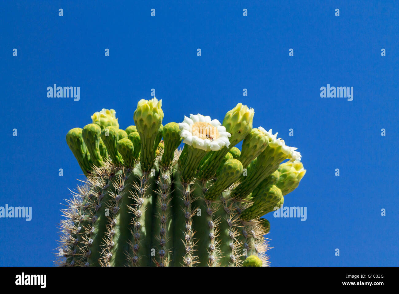 White springtime flower in bloom on top of a giant Saguaro cactus, in Arizona's Sonoran desert. Stock Photo
