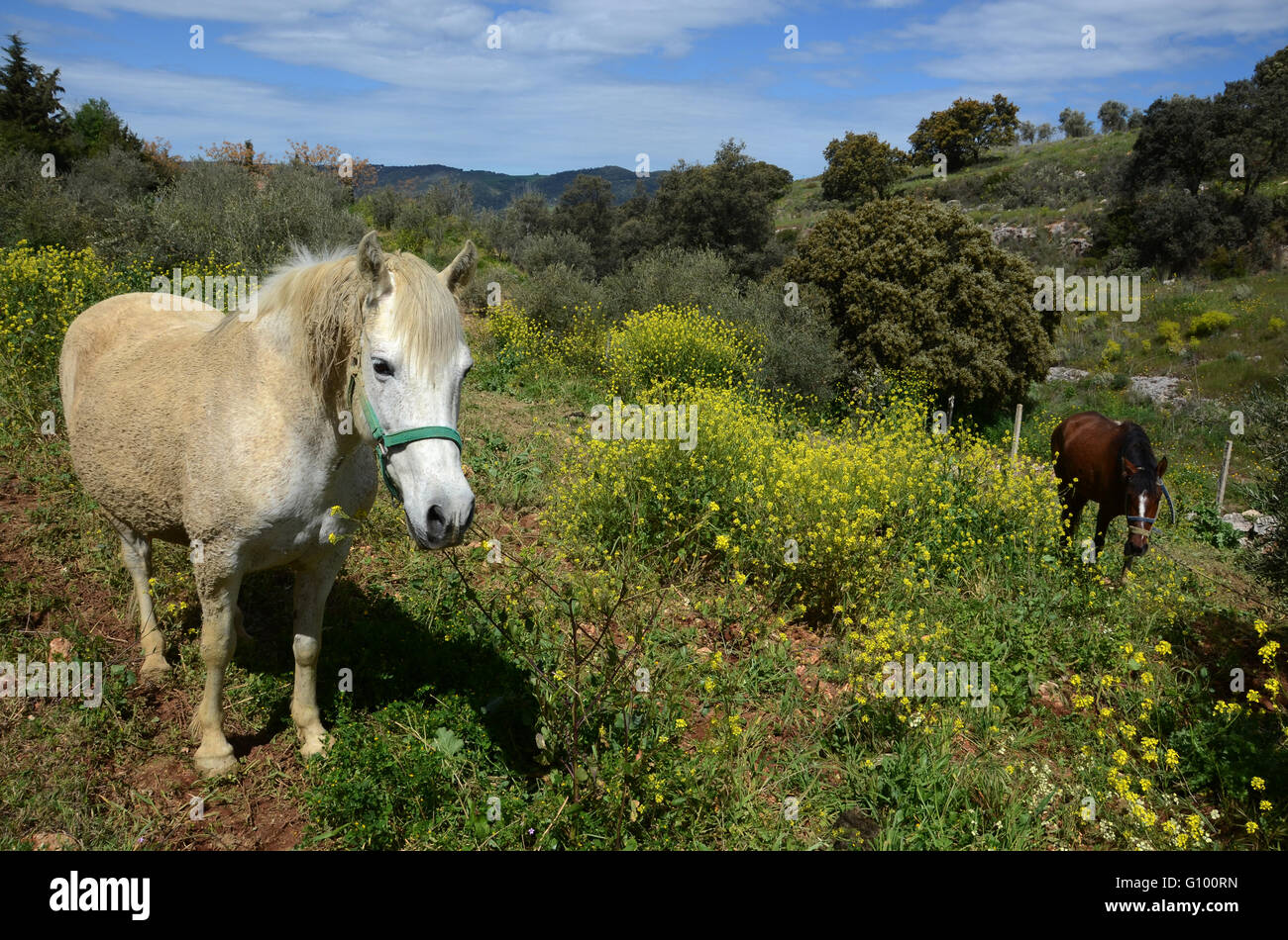 Andalusian countryside near Arriate Spain Stock Photo