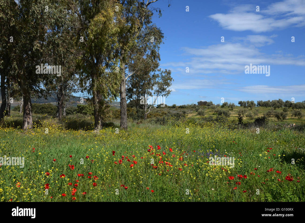 Andalusian countryside near Arriate Spain Stock Photo
