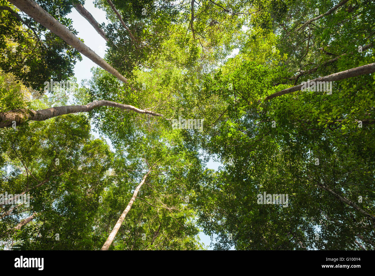 View of the rainforest canopy looking directly upwards on a sunny day, Borneo. Stock Photo