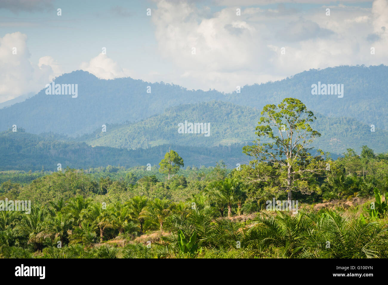 View of the secondary jungle (rainforest) and oil palm plantations across Sabah, Borneo Malaysia Stock Photo