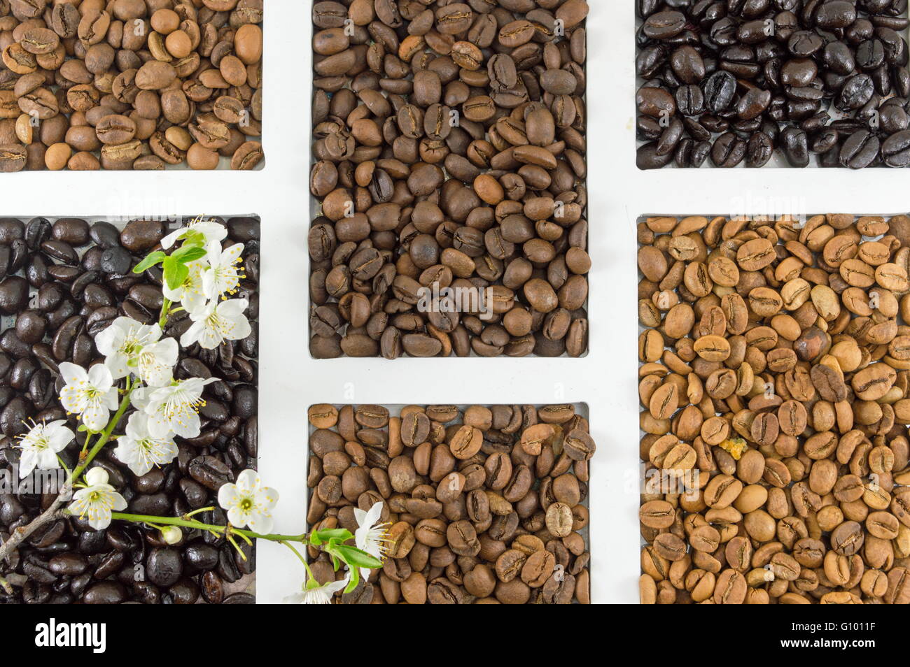 different types of coffee grains in white container shot flat Stock Photo