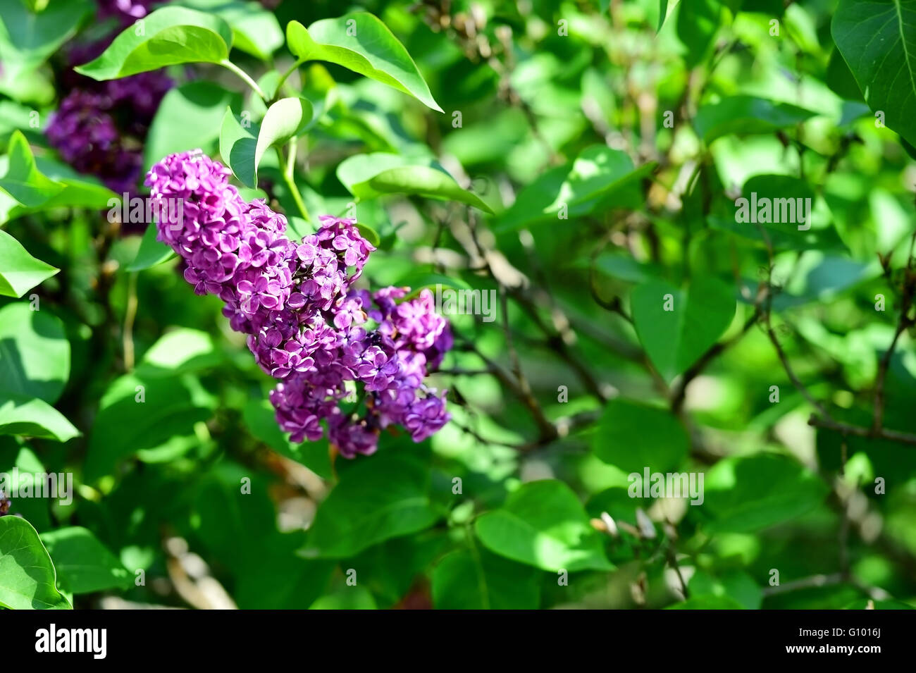 Lilac flowers blooming on lilac tree branch in early springtime Stock Photo