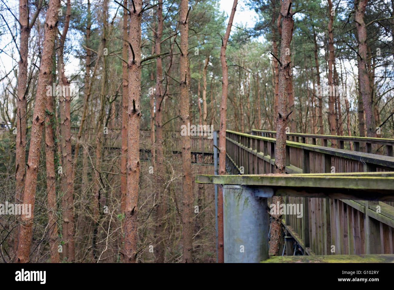 Tree Top Walkway Stock Photo