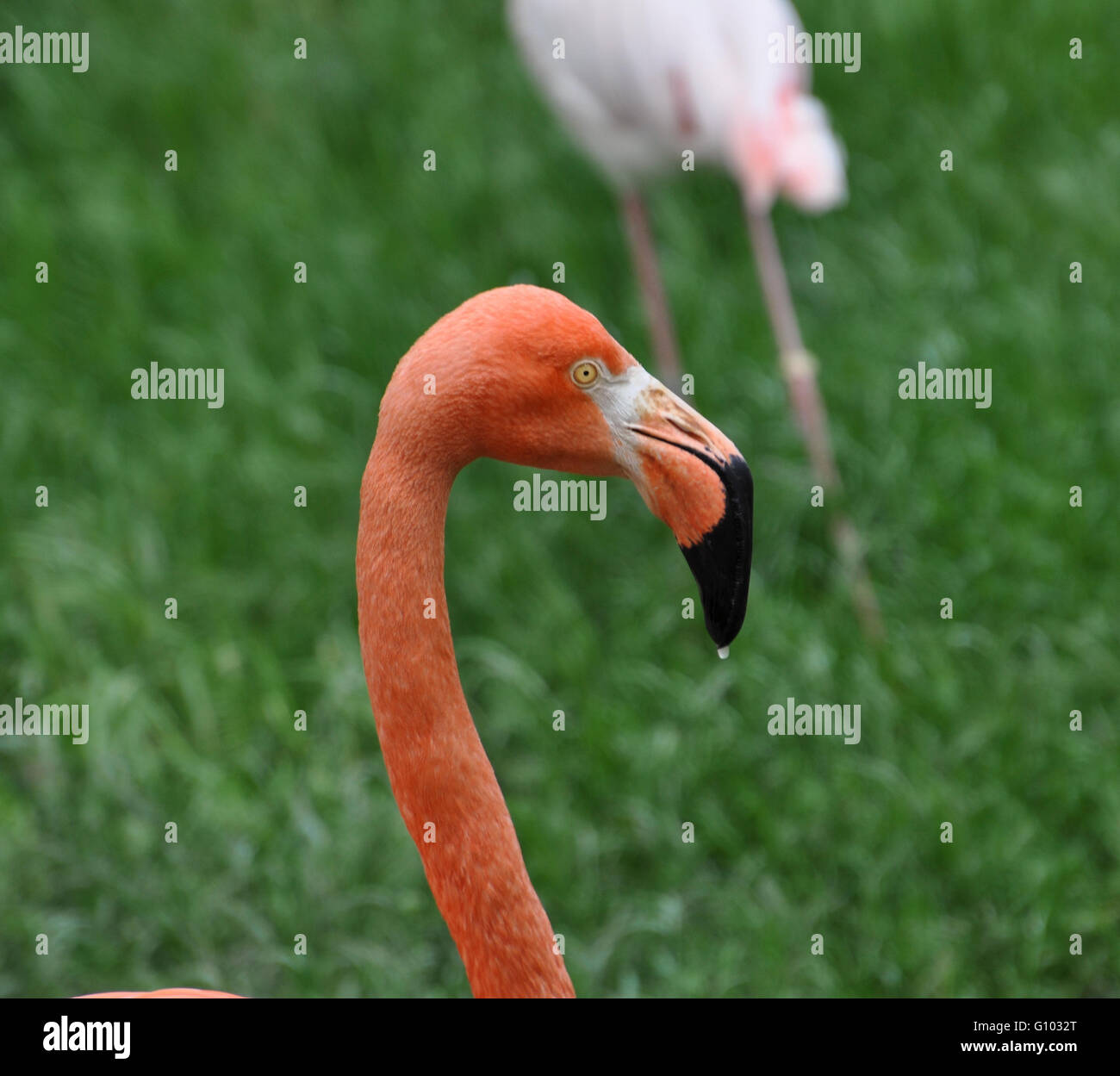 Head of pink flamingo on a background of green grass, close-up Stock Photo