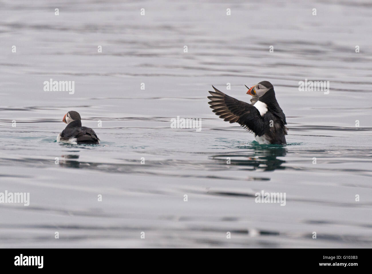 Two atlantic puffins in the water in Morenlagunna, Biscayerhukken