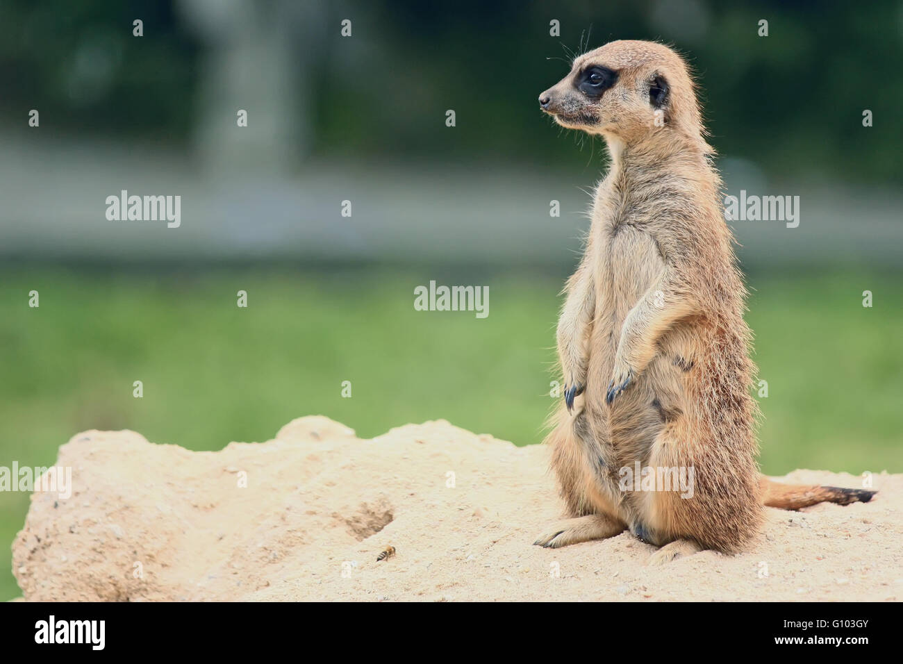 Standing Suricate Or Meerkat Side View Stock Photo Alamy
