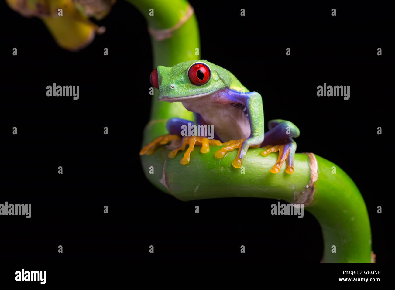 Red-Eyed Amazon Tree Frog (Agalychnis Callidryas) Stock Photo