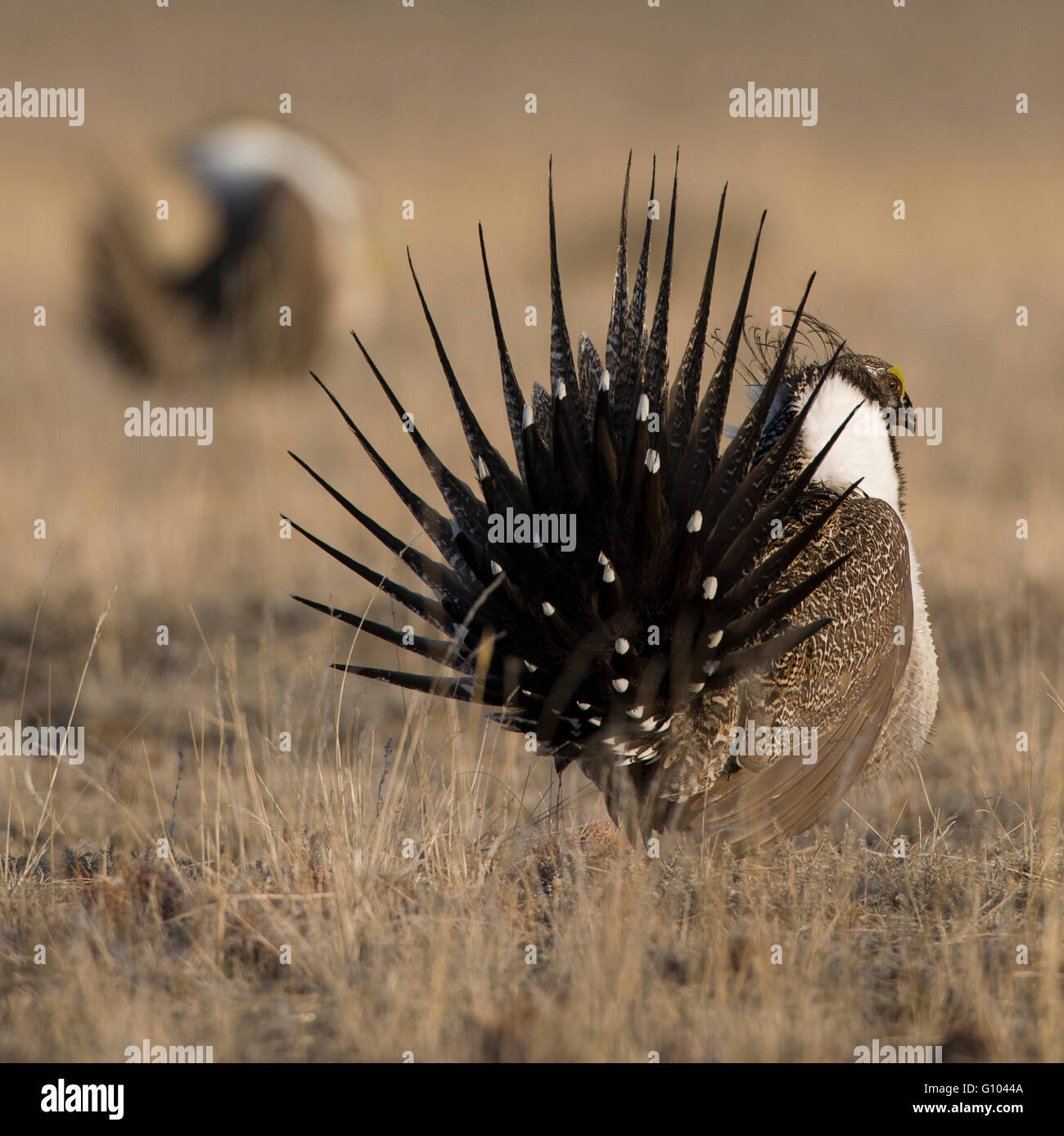 Fanned tail feathers are part of the lek display put on by a strutting male greater sage-grouse (Centrocercus urophasianus). Stock Photo