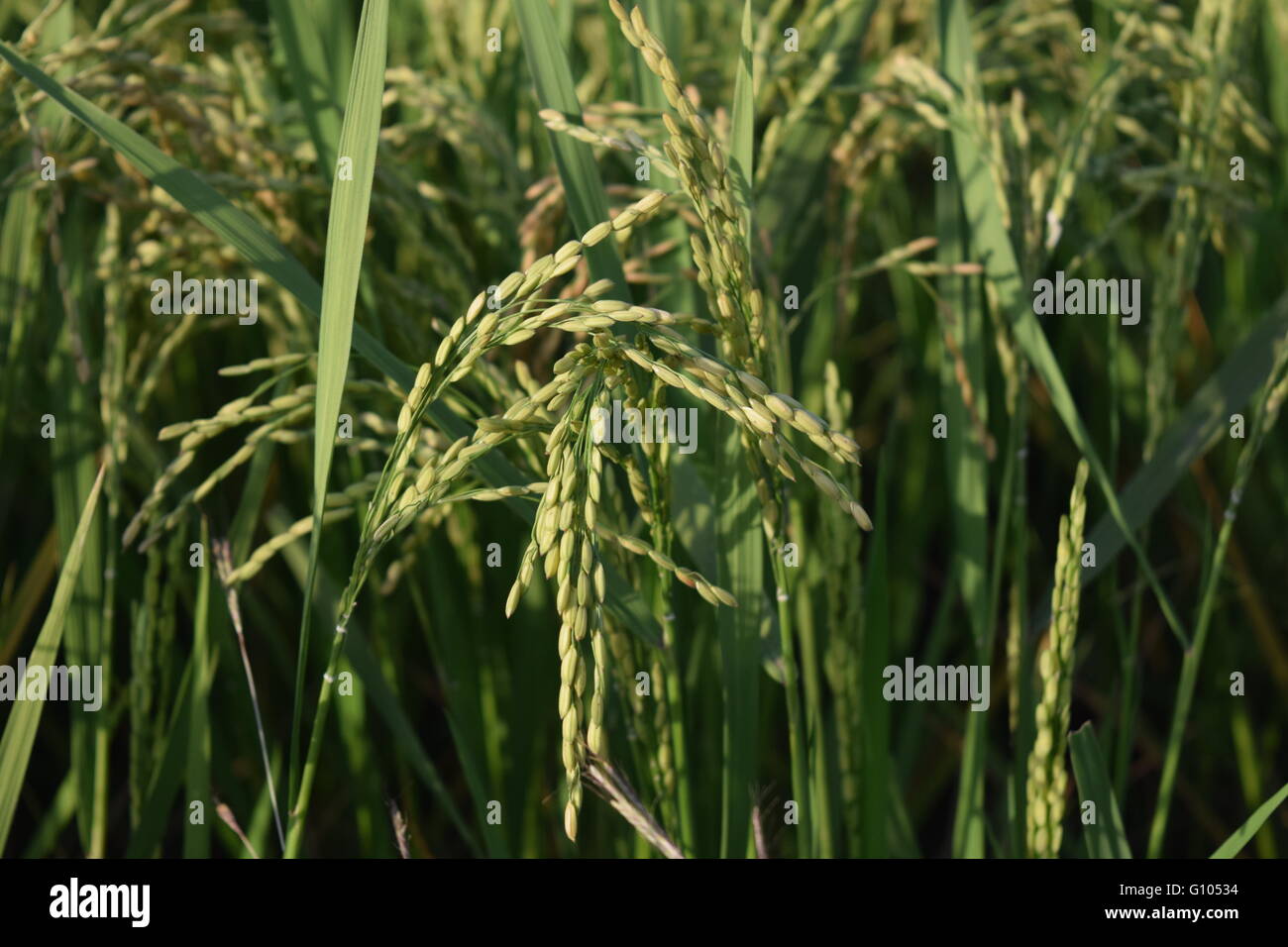 wheat grown in india  gujrat , spectacular view of the field Stock Photo